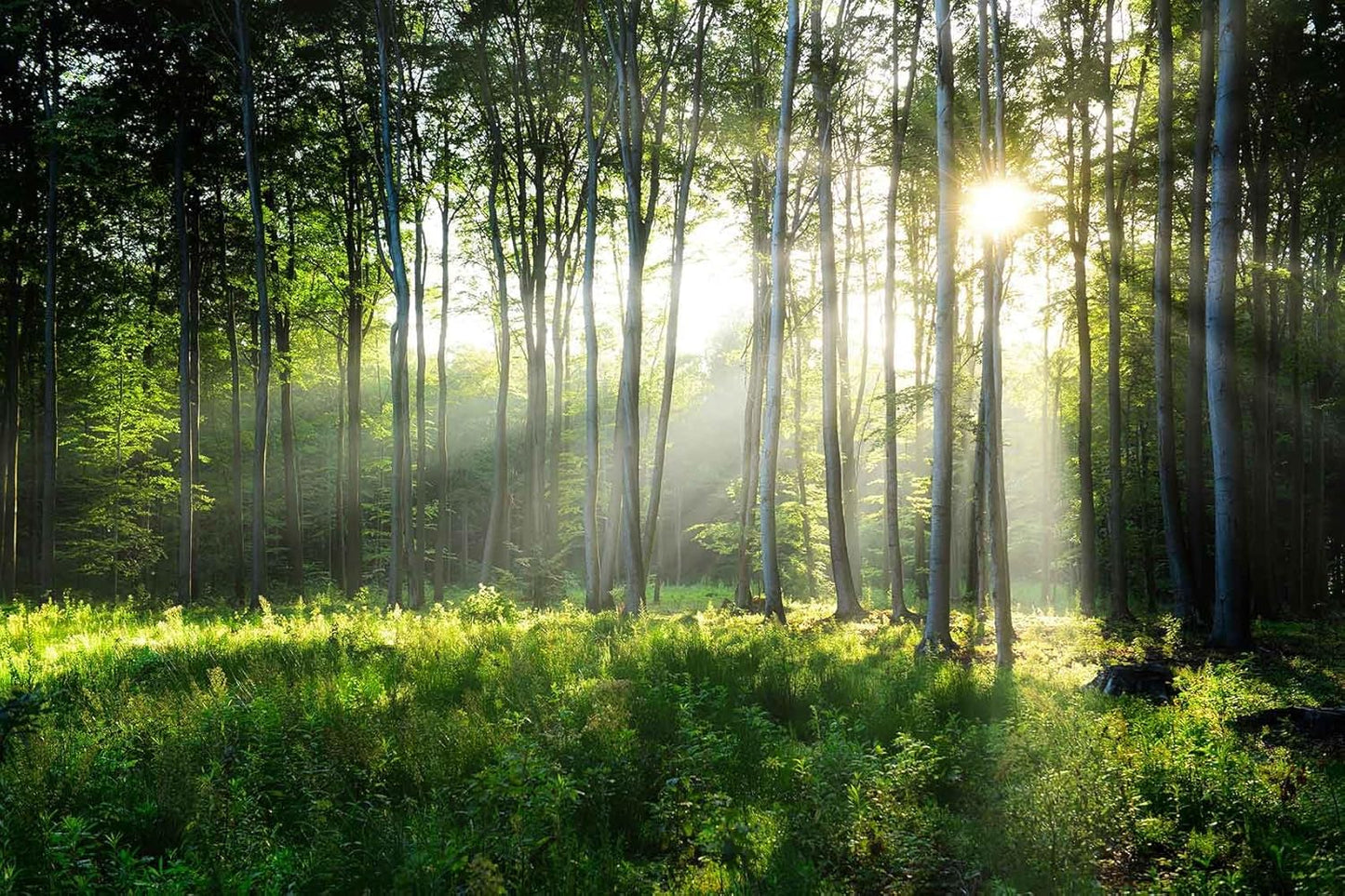 Sunshine in The Woods Mural, Large Jungle Mural, Suitable for Decorating Bedroom, Living Room, Bath Room Background Wall(Non-self-Adhesive)